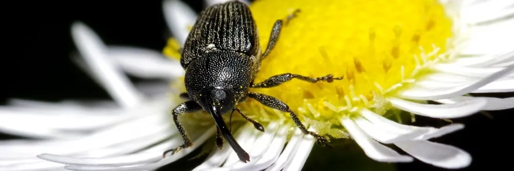 HOW TO CONTROL GRAIN WEEVILS  BUGSPRAY PEST CONTROL AND TREATMENTS