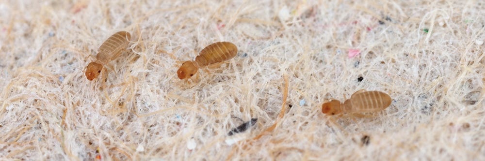 Booklice Control: How to Get Rid of Booklice | Solutions Pest & Lawn