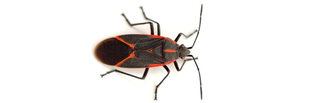 Boxelder Bug Control: How To Get Rid of Boxelder Bugs