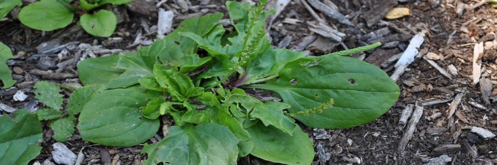 Broadleaf Plantain Control How To Get Rid Of Broadleaf Plantain Diy Broadleaf Plantain Treatment Guide Solutions Pest Lawn