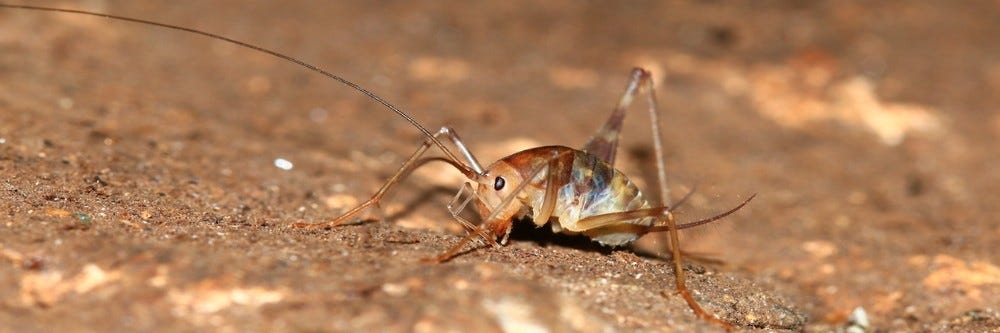 How To Get Rid Of Camel Crickets Solutions Pest Lawn