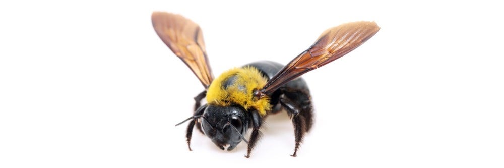 Carpenter Bee Control: How to Get Rid of Carpenter Bees