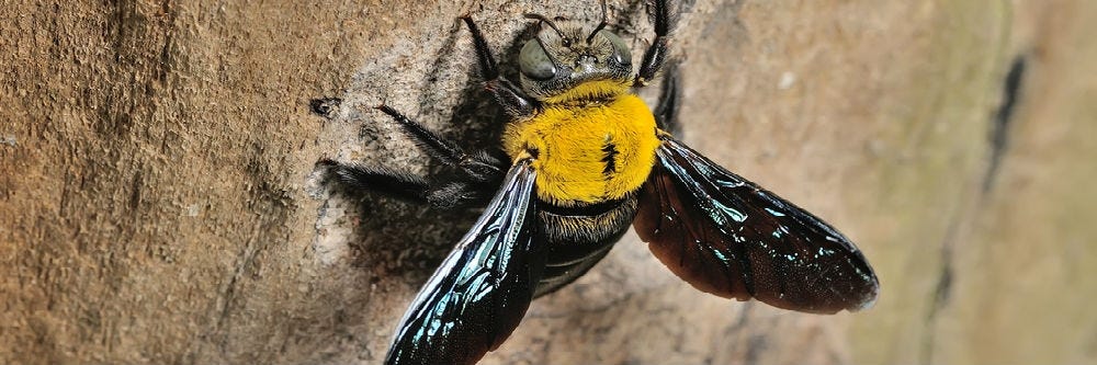 How To Stop Bumble Bees From Boring Into Wood - Carpenter Bee Wikipedia : When applied with a puffer at this time, the bees must crawl through the dust to exit their nests to mate, allowing the homeowner to fill the holes and.