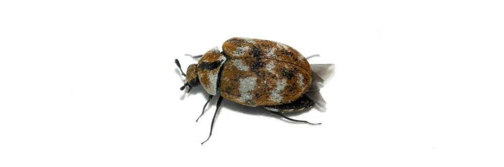How to Get Rid of Carpet Beetles? - My Pest Pros