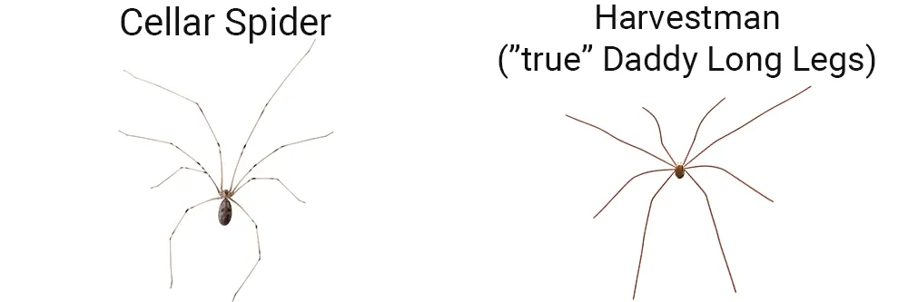 long body vs short bodied cellar spiders