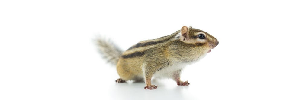 Best Chipmunk Baits  How to Bait a Chipmunk Trap