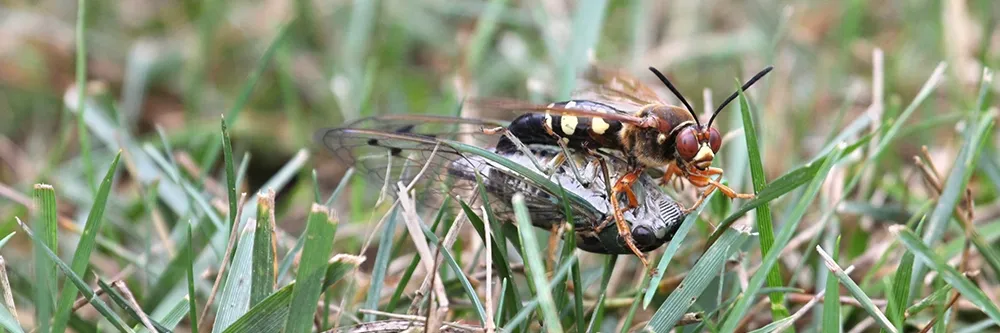 cicada killer killing cicada