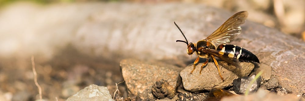 Cicada Killer Control How To Get Rid Of Cicada Killer Wasps