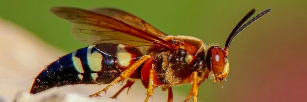 How To Get Rid of Cicada Killers DIY Cicada Killer