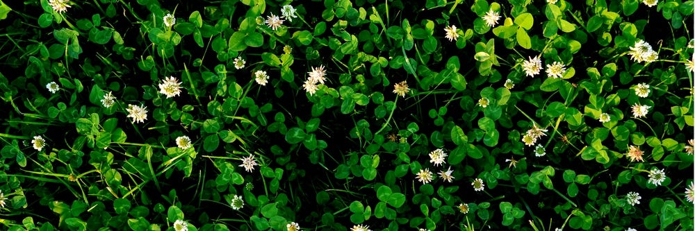 Clover Control: How To Get Rid of Clover