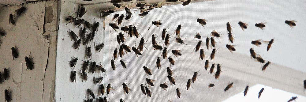 Cluster Fly Control How To Get Rid Of Cluster Flies Diy Cluster Fly