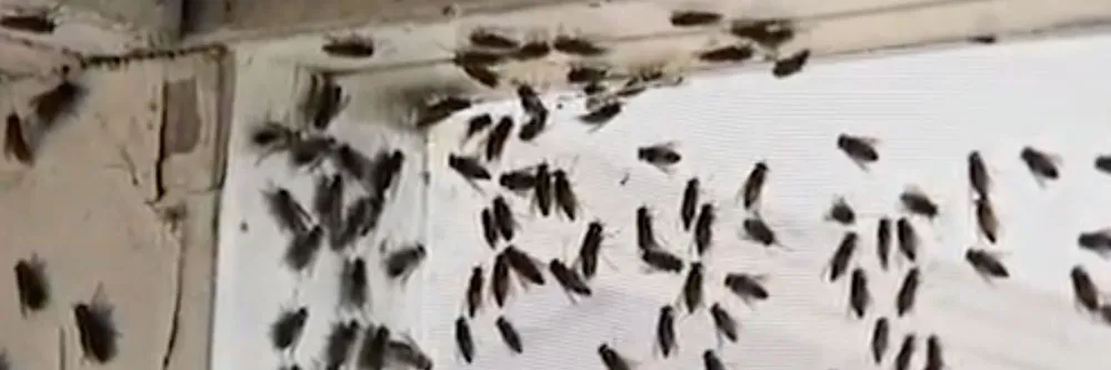 Cluster Flies Inspection 