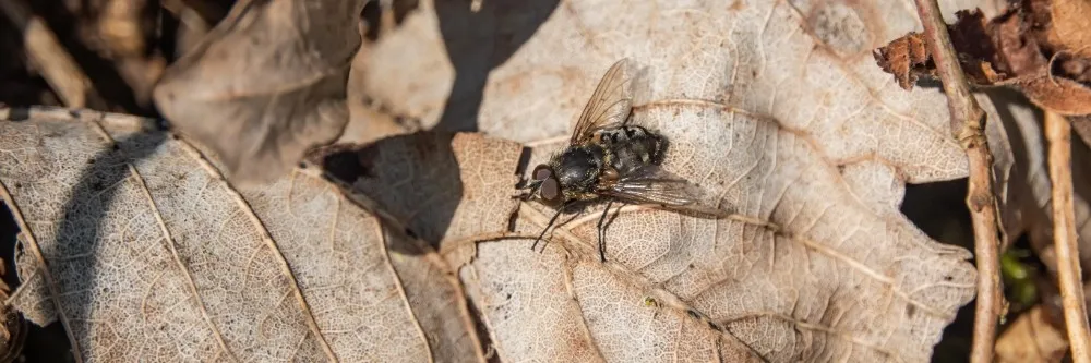 Açık bir yaprak üzerinde Cluster Fly