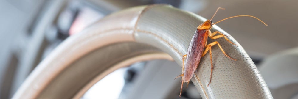 Have Cockroaches In Your Car? Kick Them Out Of Your Ride