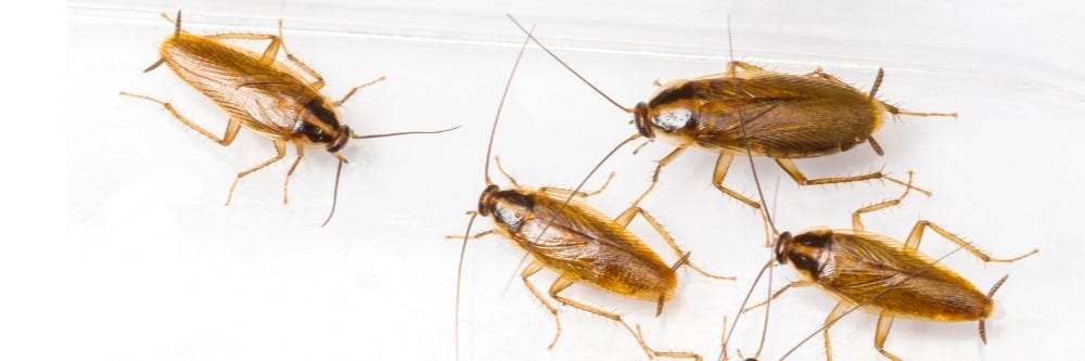 Cockroaches Apartment Shutterstock 