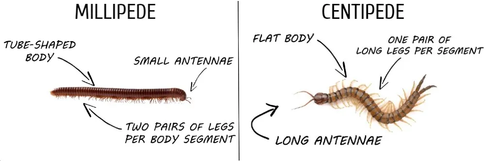 centipede and millipede differences