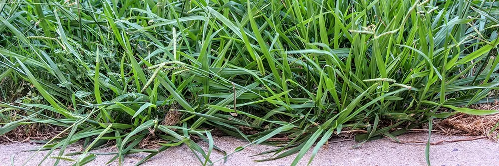 Get Rid Of The Stubborn Dallisgrass In Your Yard With These Tips