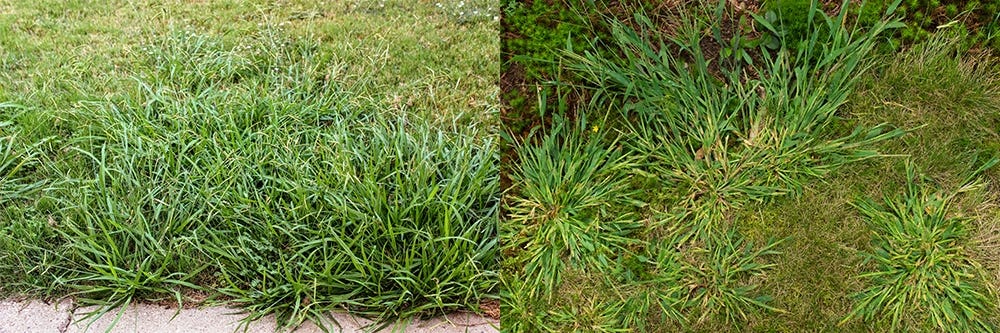 Dallisgrass Control How To Get Rid Of Dallisgrass Solutions Pest Lawn