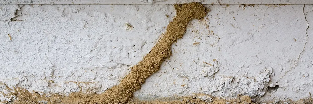 How To Get Rid Of Desert Termites Diy Desert Termite