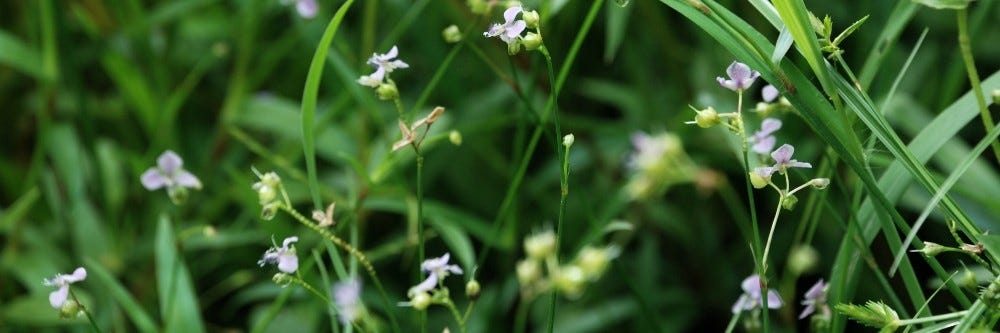 Doveweed inspection up close