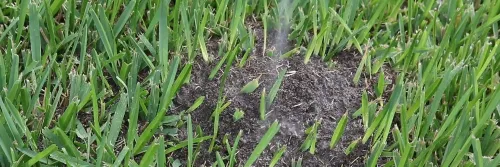 Drenching Leaf Cutter Ant Hill