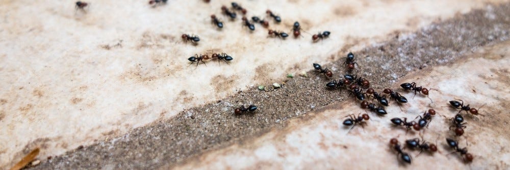 How To Get Rid of Ants From Your Car