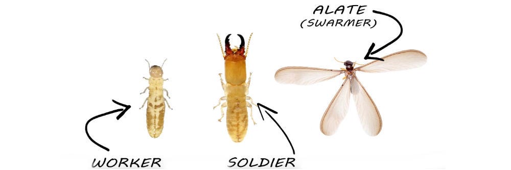 winged termites identification