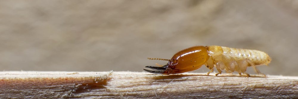 7 Alarming Signs That You May Have Drywood Termites