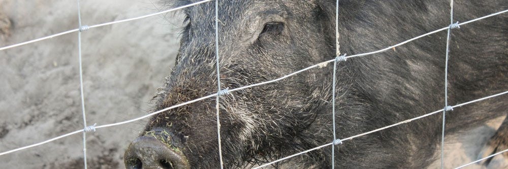hog feral prevention wild hogs