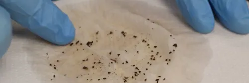 flea dirt on sheets