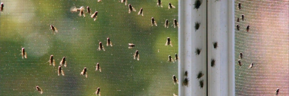 How to Get Rid of Flies Outside on Porch or in Backyard