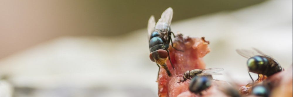 flies on food