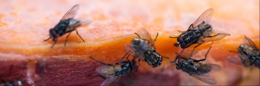 How to Get Rid of Flies Outside on Porch or in Backyard