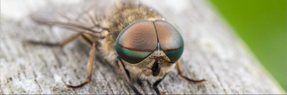 How to Get Rid of Flies on Your Outdoor Patio