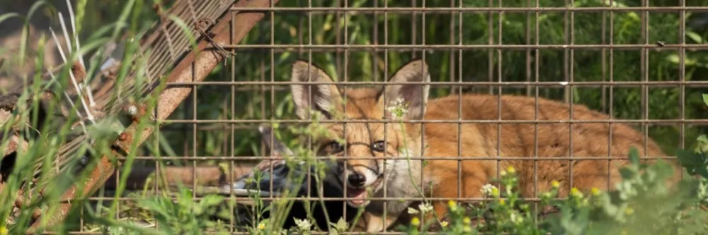 Fox Trapped