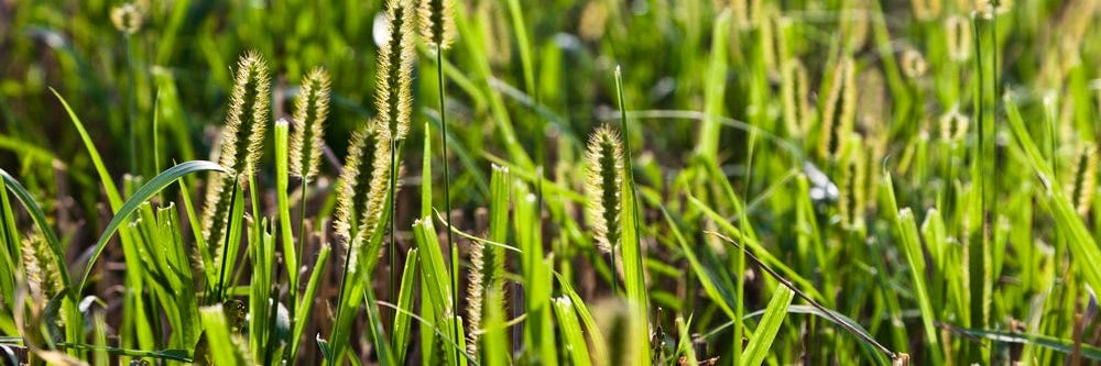 How To Control Foxtail On Your Lawn Solutions Pest Lawn