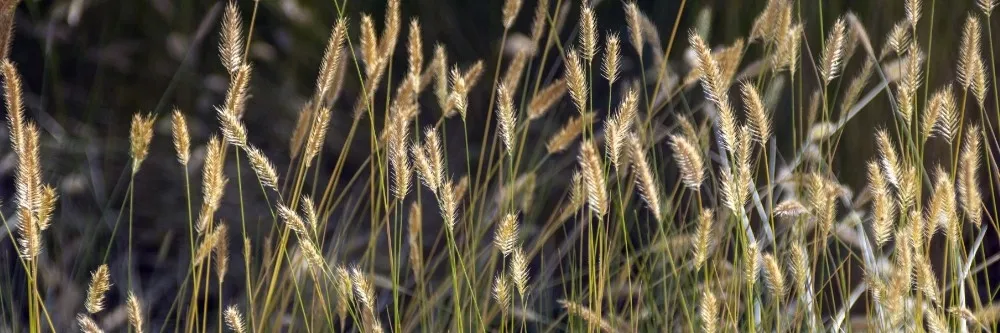 Foxtail Weed Control How To Get Rid Of Foxtails Diy Foxtail Weed Treatment Guide Solutions Pest Lawn Foxtail Weed Control How To Get Rid Of Foxtails Diy Foxtail Weed Treatment Guide Solutions Pest Lawn