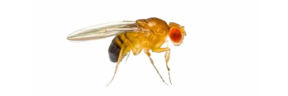 https://smhttp-ssl-60515.nexcesscdn.net/media/wysiwyg/solutions/categories/fruit_fly_identification_how_to_get_rid_of_fruit_flies.jpg