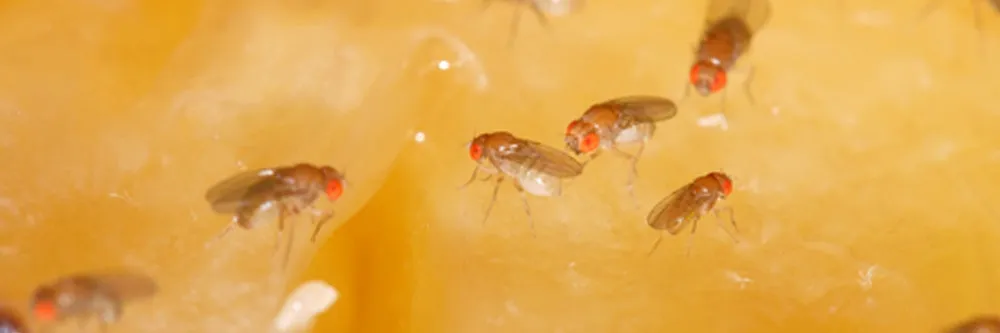 Fruit Fly Control - How to Prevent Fruit Flies – Solution Pest Control