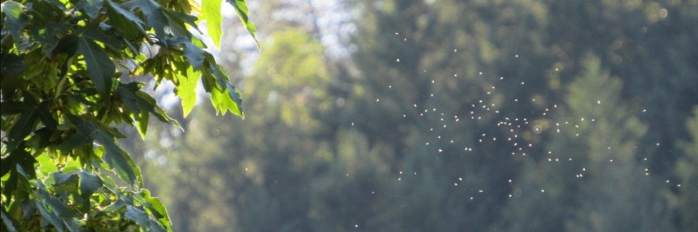What Causes Gnats and How to Get Rid of Them - Dengarden