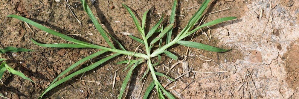 Best Herbicide Products For Getting Rid of Goosegrass | Solutions Pest ...