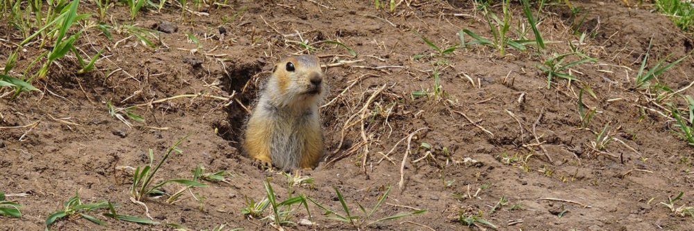 Gopher Control: How To Get Rid of Gophers
