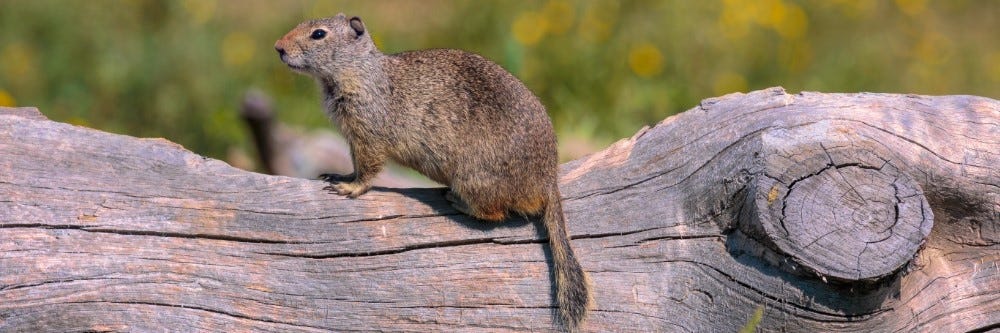 Do Mothballs Get Rid Of Gophers