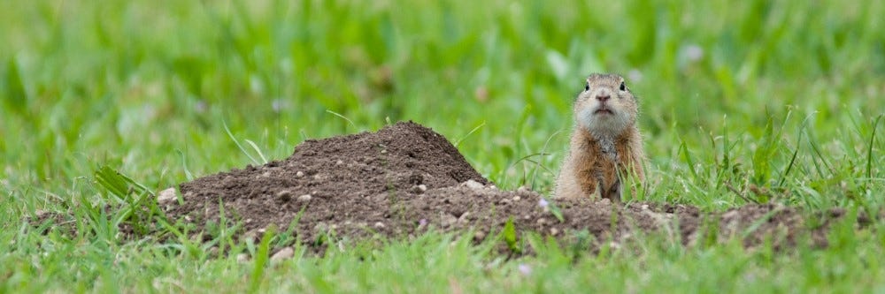 Gopher in Yard