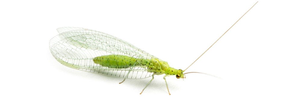 Green Lacewing Control: How To Get Rid of Green Lacewings