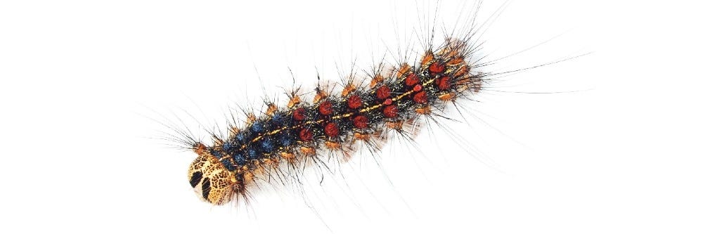 How To Get Rid Of Gypsy Moth Caterpillars Diy Gypsy Moth Treatment Guide Solutions Pest Lawn