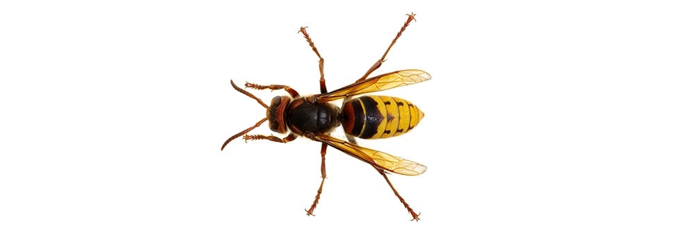 Hornet Control: How to Get Rid of Hornets