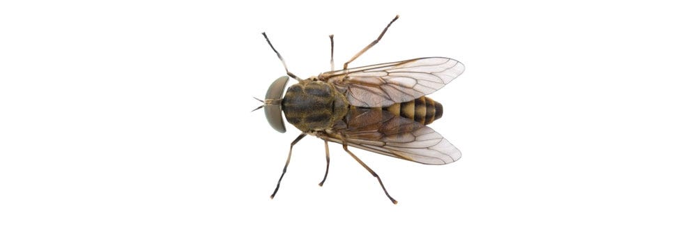 Horse Fly Control: How To Get Rid of Horse Flies