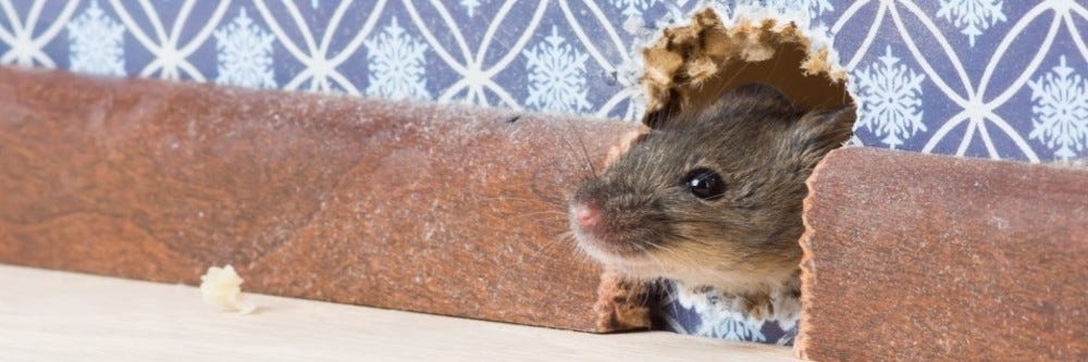 How to Keep Mice Out of the House: Myths & Facts
