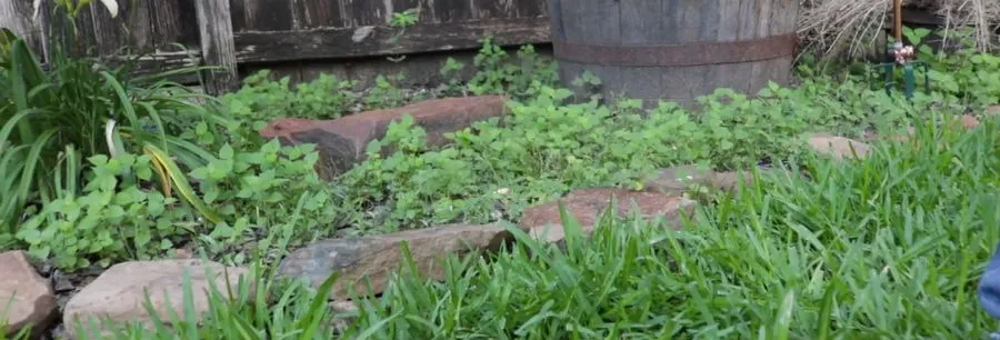 Flowerbed Weed Control: How to Get Rid of Weeds In Flowerbeds